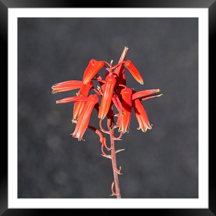 Aloe rauhii Framed Mounted Print by Geoff Storey