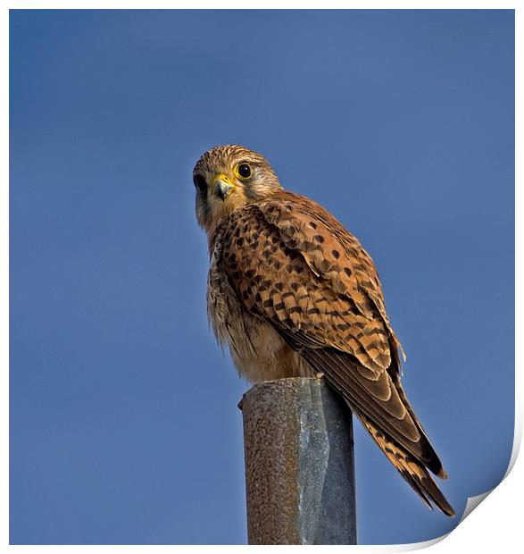 Male Kestrel (2) Print by Geoff Storey