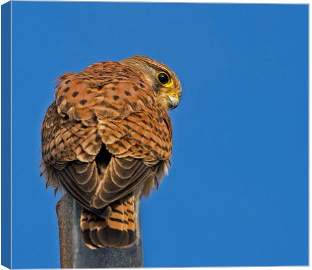 Male Kestrel (3) Canvas Print by Geoff Storey