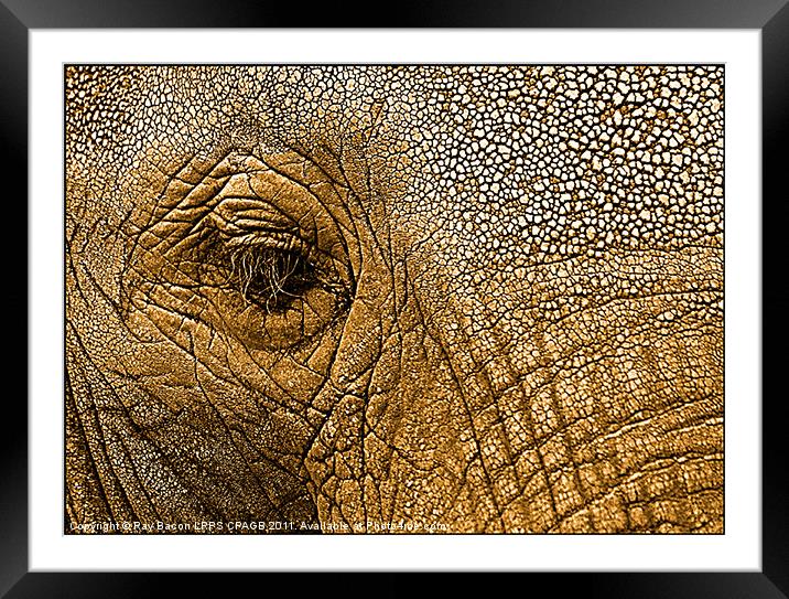 African Elephant Framed Mounted Print by Ray Bacon LRPS CPAGB