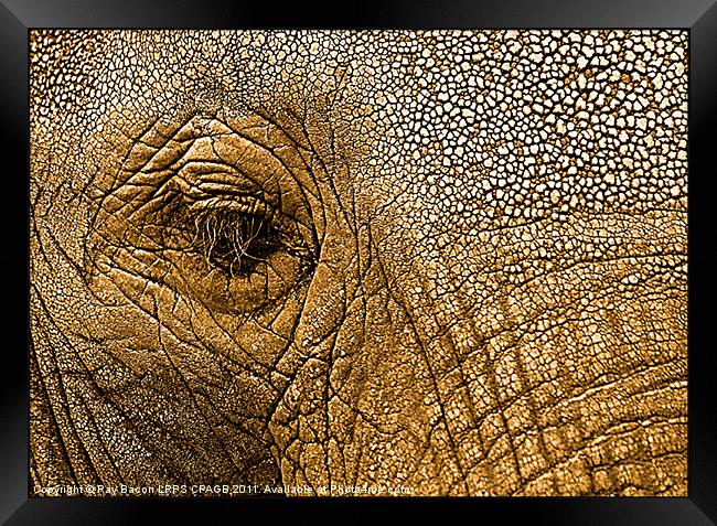 African Elephant Framed Print by Ray Bacon LRPS CPAGB