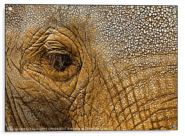 African Elephant Acrylic by Ray Bacon LRPS CPAGB