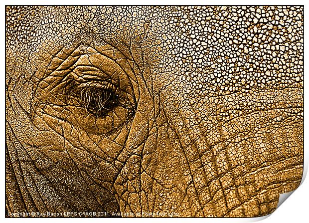 African Elephant Print by Ray Bacon LRPS CPAGB