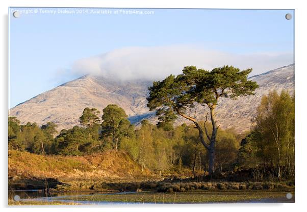 Majestic Scots Pine at Loch Tulla Acrylic by Tommy Dickson