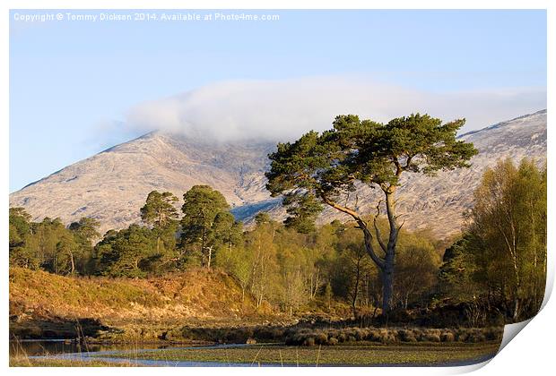 Majestic Scots Pine at Loch Tulla Print by Tommy Dickson