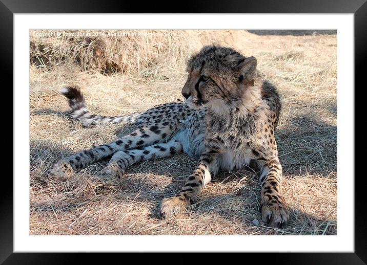 Cheetah Framed Mounted Print by Toby  Jones