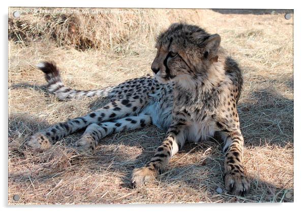 Cheetah Acrylic by Toby  Jones