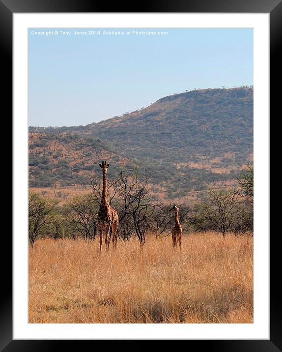 Giraffe and Calf Framed Mounted Print by Toby  Jones