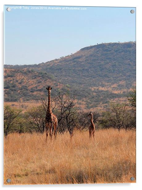 Giraffe and Calf Acrylic by Toby  Jones