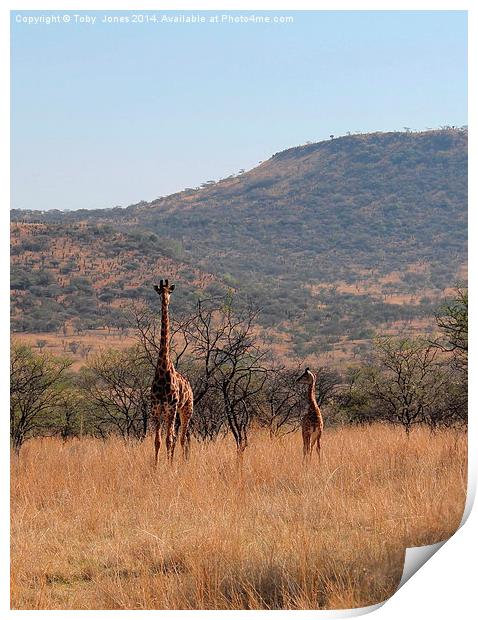 Giraffe and Calf Print by Toby  Jones