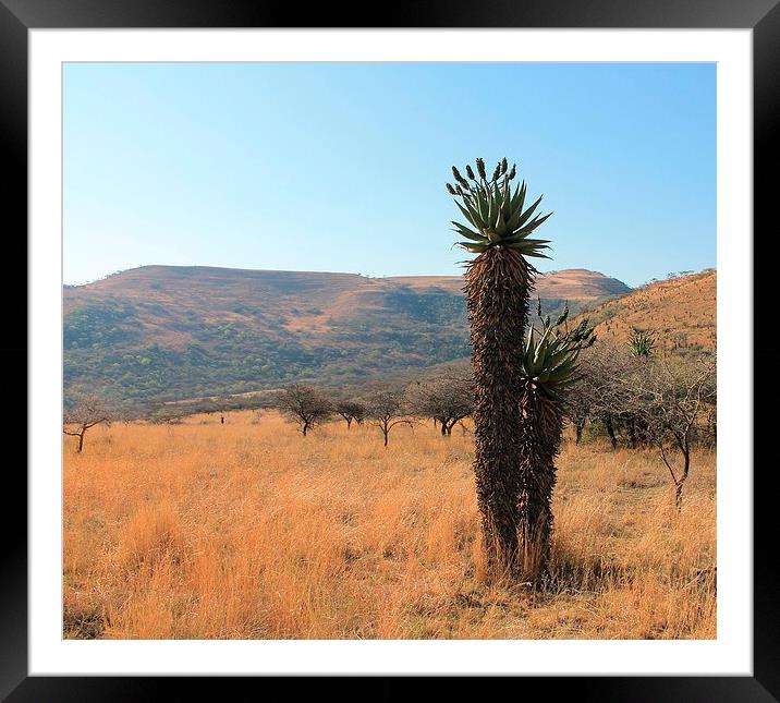 Aloe in an African Savannah Framed Mounted Print by Toby  Jones