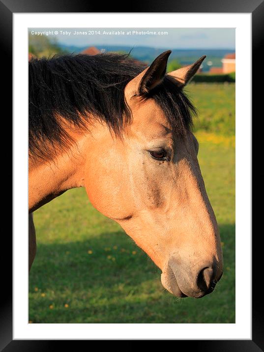 Horse Framed Mounted Print by Toby  Jones