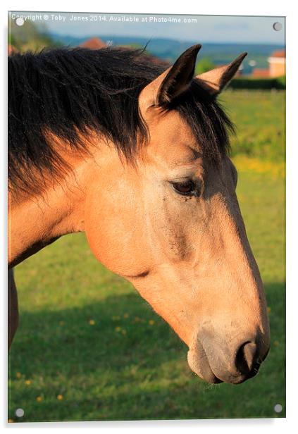 Horse Acrylic by Toby  Jones