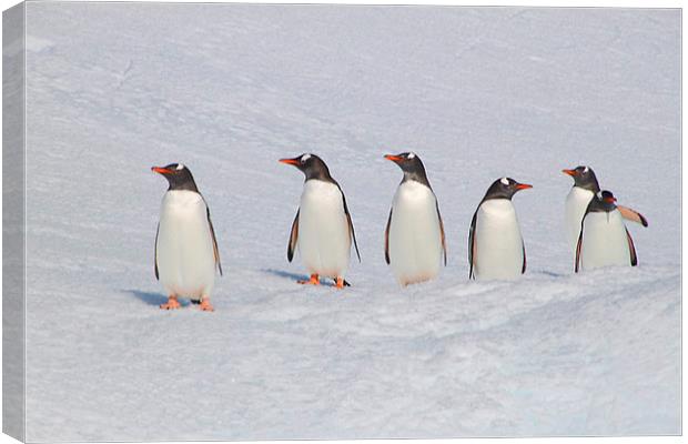 Gentoo Penguins in Conference Canvas Print by Carole-Anne Fooks