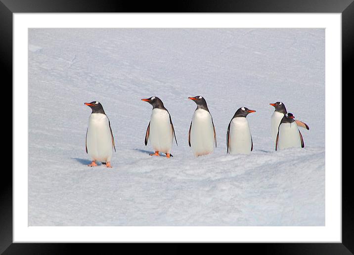 Gentoo Penguins in Conference Framed Mounted Print by Carole-Anne Fooks