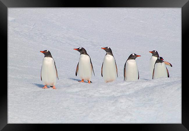 Gentoo Penguins in Conference Framed Print by Carole-Anne Fooks