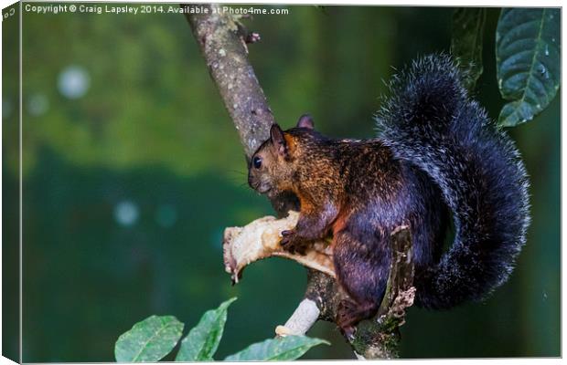 Red squirrel eating Canvas Print by Craig Lapsley