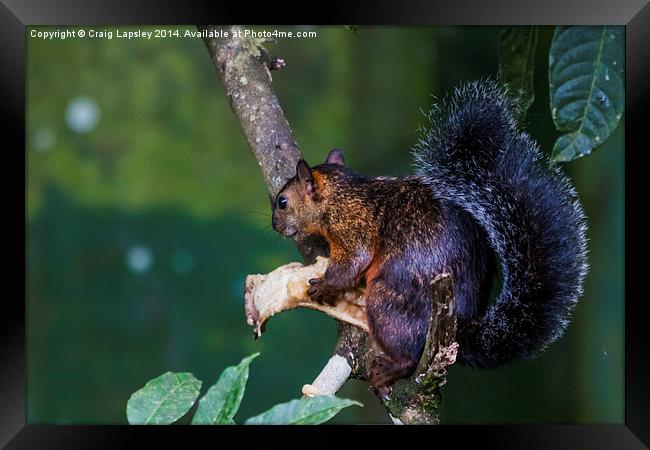 Red squirrel eating Framed Print by Craig Lapsley