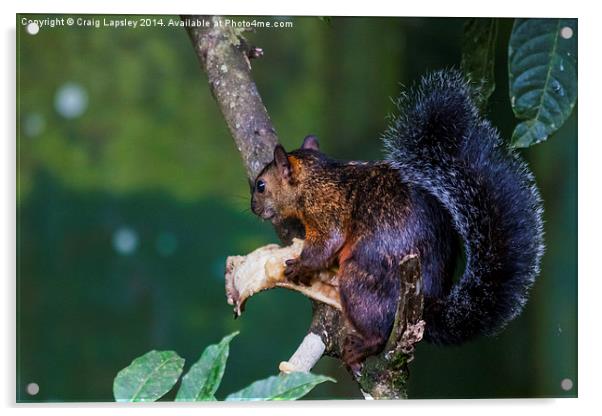 Red squirrel eating Acrylic by Craig Lapsley
