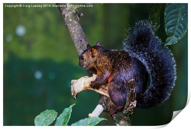 Red squirrel eating Print by Craig Lapsley