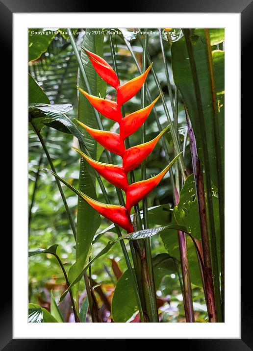 wild heliconia flower Framed Mounted Print by Craig Lapsley