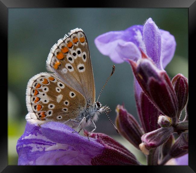Brown Argus on Sage Framed Print by Colin Tracy