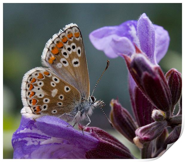 Brown Argus on Sage Print by Colin Tracy