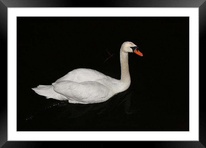 swan at night Framed Mounted Print by mark blower