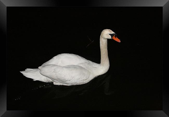 swan at night Framed Print by mark blower