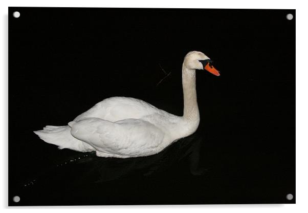 swan at night Acrylic by mark blower