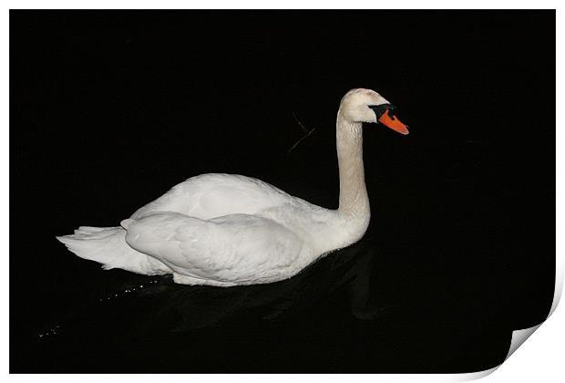 swan at night Print by mark blower