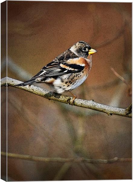 BRAMBLING Canvas Print by Anthony R Dudley (LRPS)