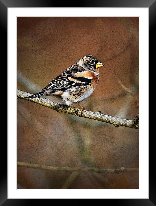 BRAMBLING Framed Mounted Print by Anthony R Dudley (LRPS)
