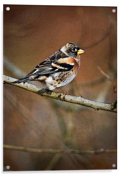 BRAMBLING Acrylic by Anthony R Dudley (LRPS)