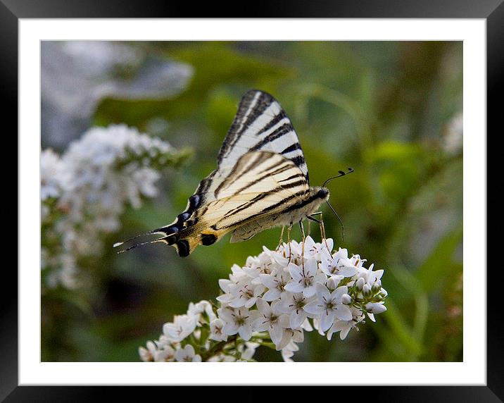 Scarce Swallowtail Framed Mounted Print by Colin Tracy