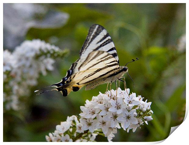 Scarce Swallowtail Print by Colin Tracy