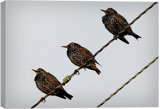 STARLING TRIO Canvas Print by Anthony R Dudley (LRPS)