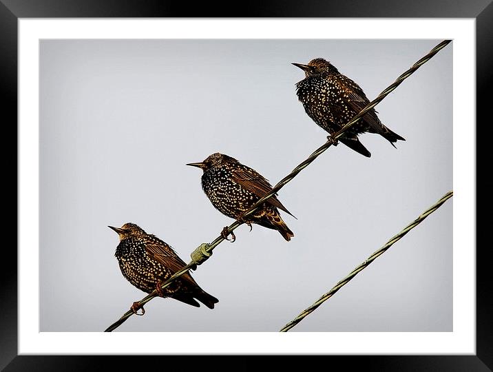 STARLING TRIO Framed Mounted Print by Anthony R Dudley (LRPS)