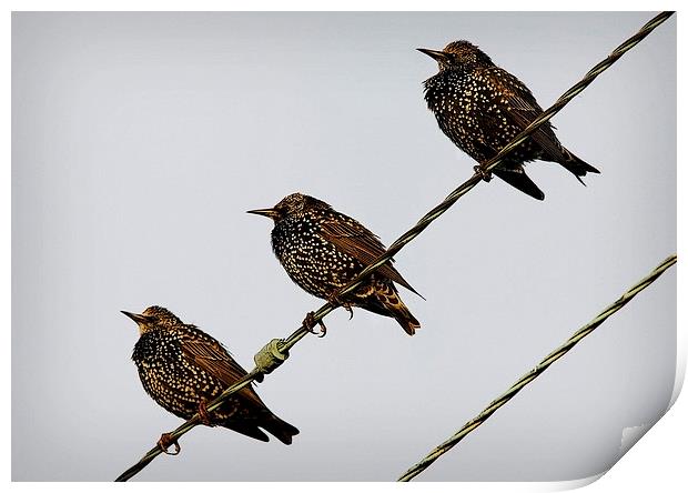 STARLING TRIO Print by Anthony R Dudley (LRPS)