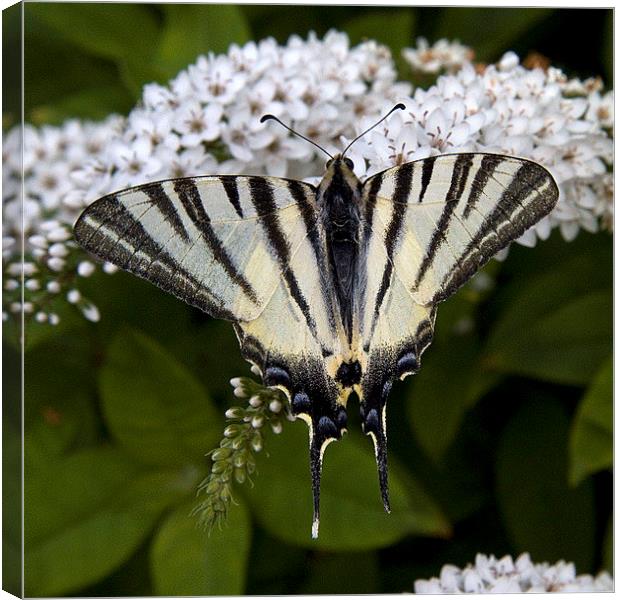 Scarce Swallowtail 2 Canvas Print by Colin Tracy