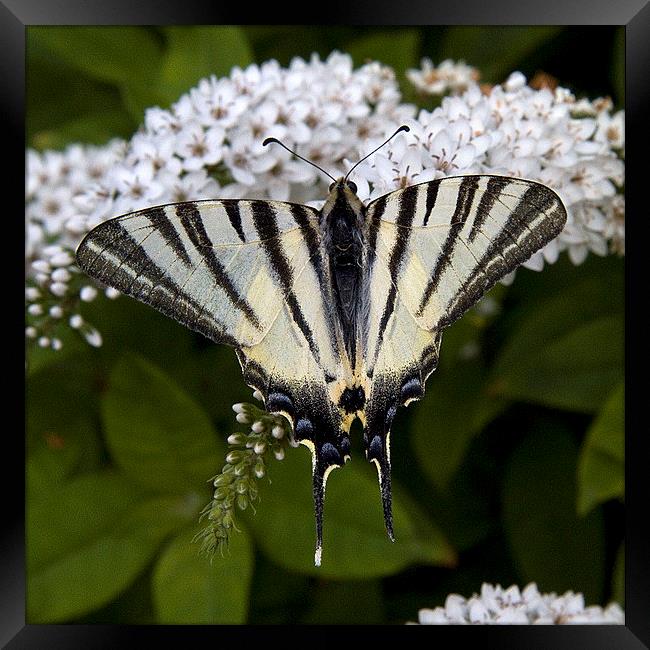 Scarce Swallowtail 2 Framed Print by Colin Tracy
