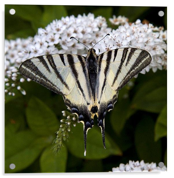Scarce Swallowtail 2 Acrylic by Colin Tracy