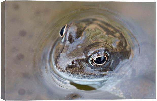 Frog Canvas Print by Colin Tracy