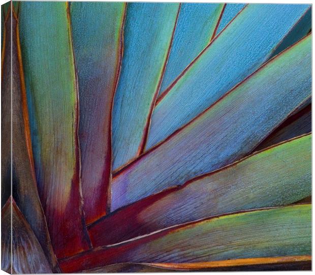 Phormium Canvas Print by Colin Tracy