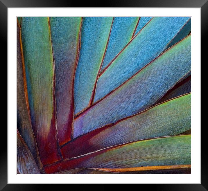 Phormium Framed Mounted Print by Colin Tracy