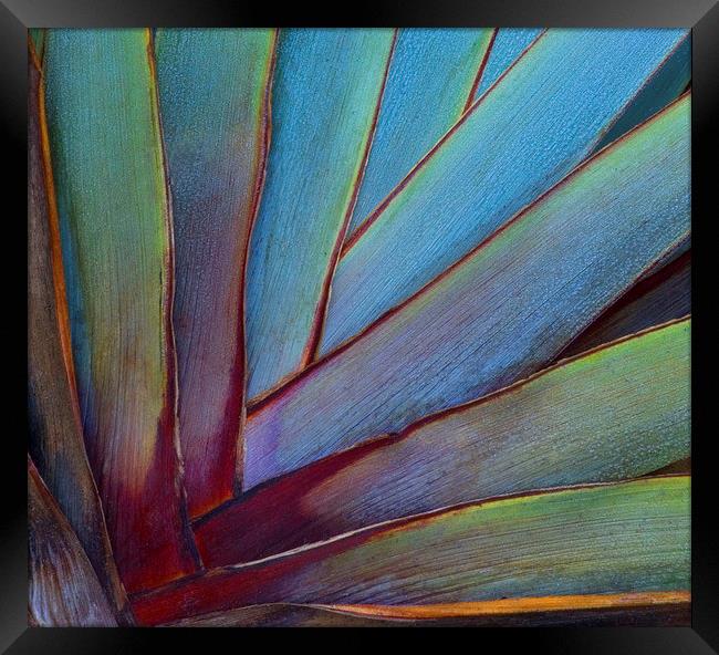 Phormium Framed Print by Colin Tracy