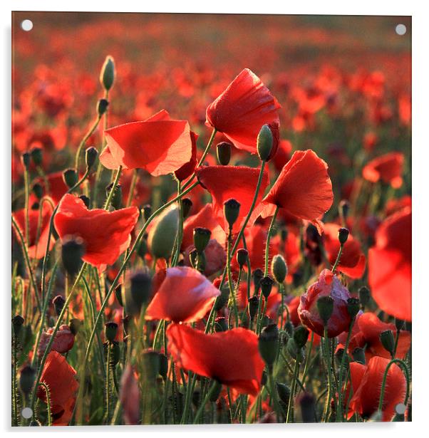 Poppies near Poundbury 2, Dorchester, Dorset, UK Acrylic by Colin Tracy