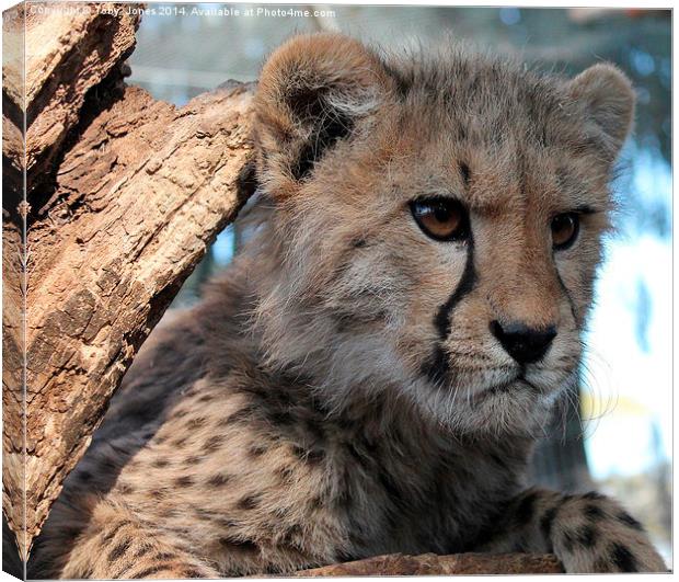 Cheetah Cub Canvas Print by Toby  Jones