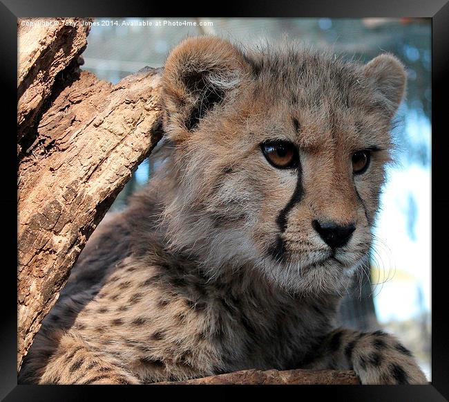 Cheetah Cub Framed Print by Toby  Jones