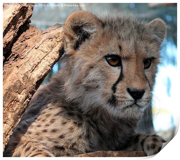 Cheetah Cub Print by Toby  Jones
